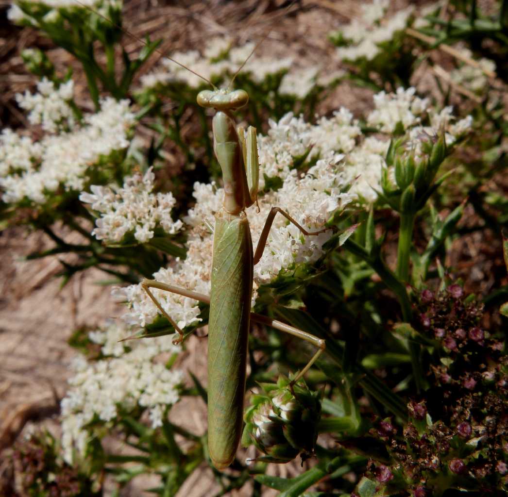 Iris oratoria